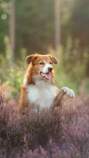 Dog (6)
