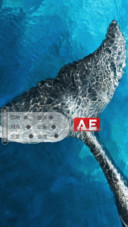 AE海鲸