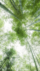 The bamboo shadows sway the charm