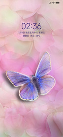 蝴蝶和玫瑰花瓣