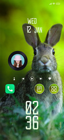 Rabbit