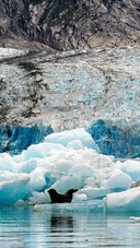 Seals on the sea ice