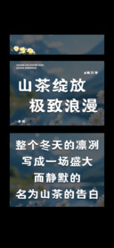 山茶绽放极致浪漫
