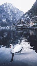 Beautiful Swan in Hallstatt