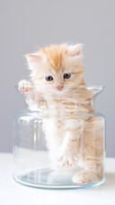 An orange cat in a glass bottle