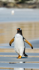 Animal4