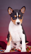 Dog13
