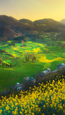 The rape flowers in luosidian luoping