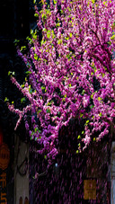 Small flowers in full bloom