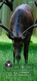 Wildlife four
