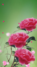 月季花