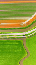 Aerial view of tulip fields in Denmark