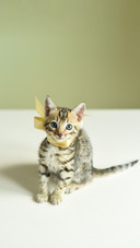 Cute Bengal Kitten on the Wooden Table