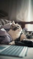 The Lovely Cat Lies on The Bed