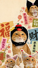 慵懒猫系时光