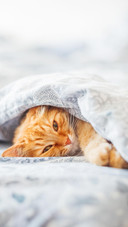 猫咪太顽皮怎么办