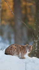 A Lynx Lying Alertly in The Snow