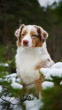 Cute Dog Sitting on The Ground