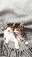 Two Little Kittens Sleep with Their Eyes Closed
