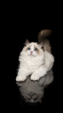 纯正的布偶猫