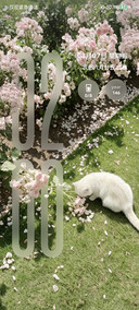 春野有猫 繁花为伴