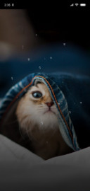 萌萌猫