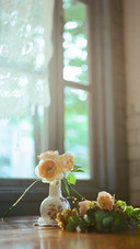 室内花卉摄影壁纸