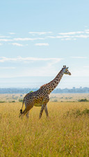 A Giraffe Stands on The Grassland