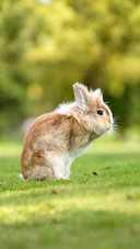 The fluffy clouds of pet rabbits