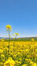 The rape flowers in shandan are in full bloom