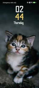 House Cat
