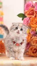 A little cat with folded ears by the rose wall