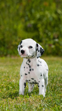 Dog509