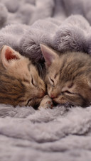 Snuggle up and sleep