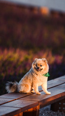 The dog breed Pomeranian