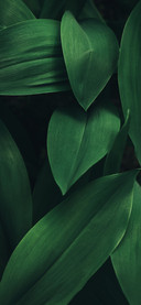 Shadows of Green Leaves-PAIXIN