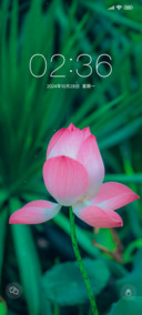 荷花