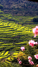 Beautiful Terraces