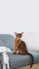 Abyssinian Cat at Home with Her Owner at Home