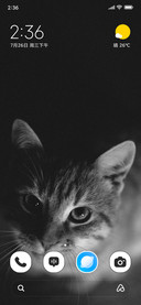 Cute Cat