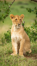 Animal6