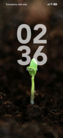 Root