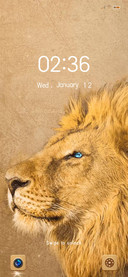 Desert lions