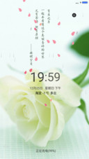 白色玫瑰