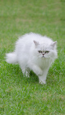 Pet cat63