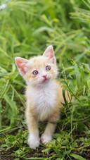 Pet cat17