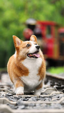 A corgi that sticks out its tongue