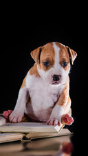Dog15