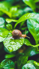 Cute snail-03