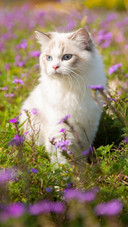 猫中的小仙女